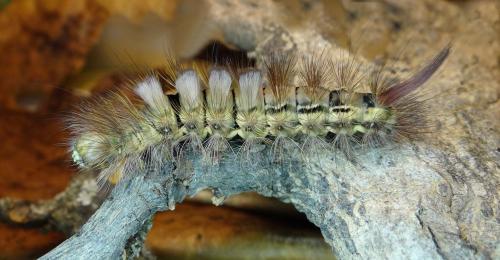 Réf. 216 159 : Calliteara pudibunda